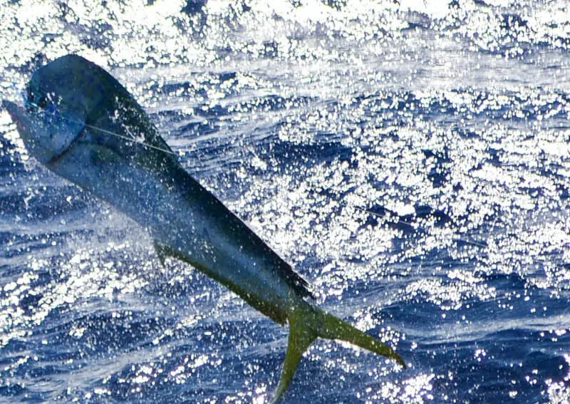 live-bait rigs for fall fishing